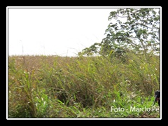 3 ETAPA CAMP. ESTADUAL - MARACAJU (170)